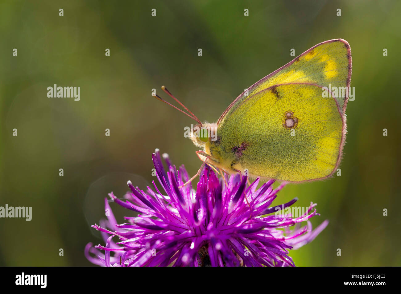 Pale Clouded Yellow (Colias hyale), on a knapweed flower, Germany Stock Photo