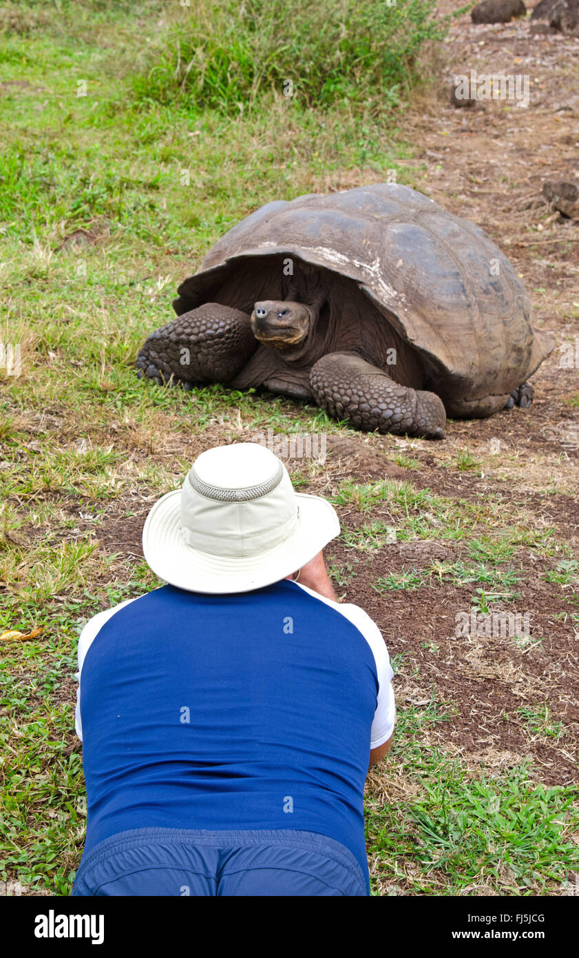 Galapagos tortoise, Galapagos giant tortoise (porteri) (Chelonodis