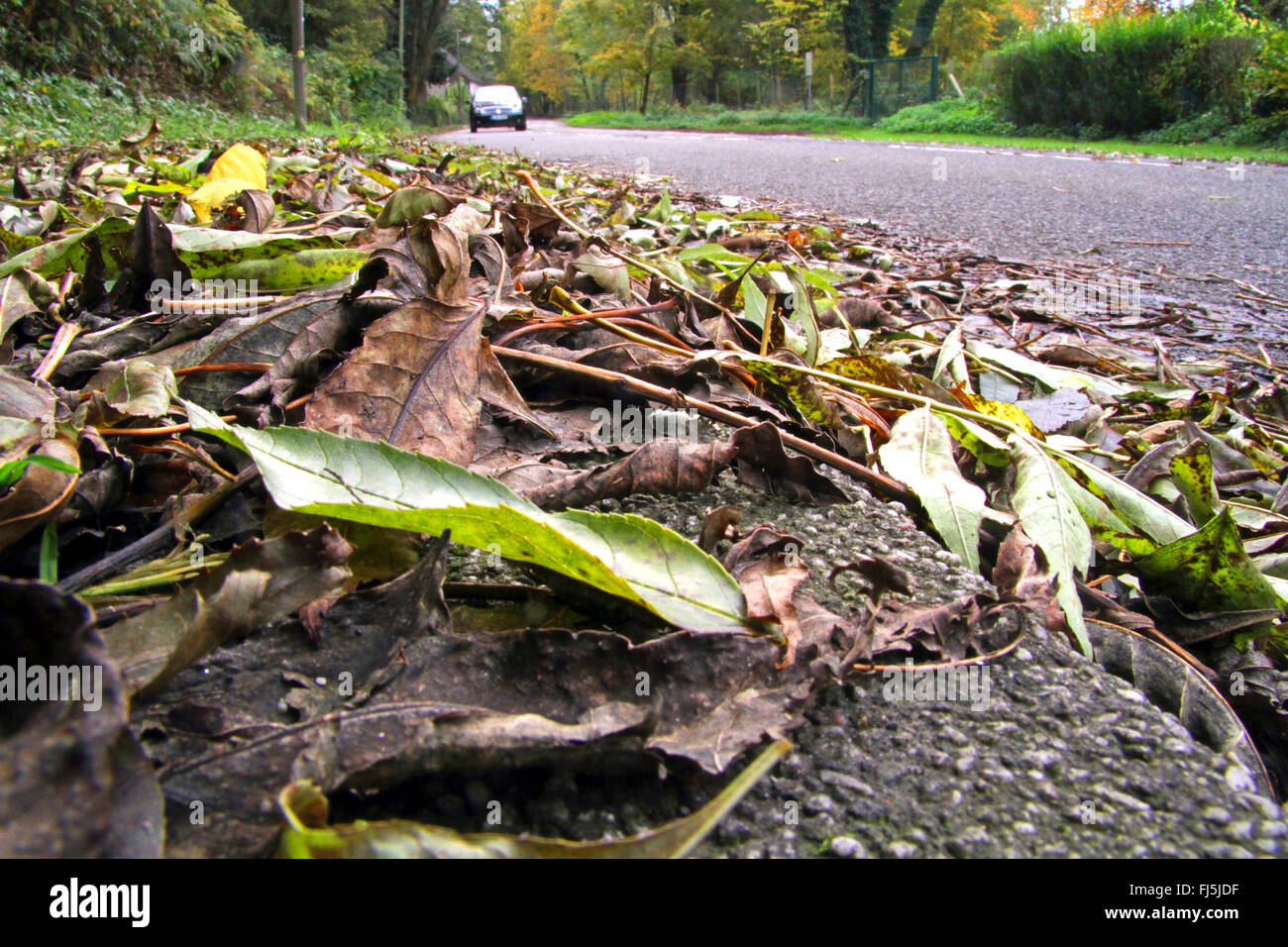 autumn leaves at the roadside, Germany Stock Photo