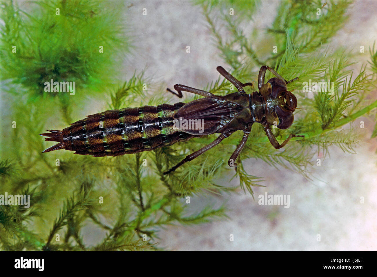Subarctic peat-moor hawker, Subarctic Hawker (Aeshna subarctica, Aeschna subarctica), aquativ larva, Germany Stock Photo