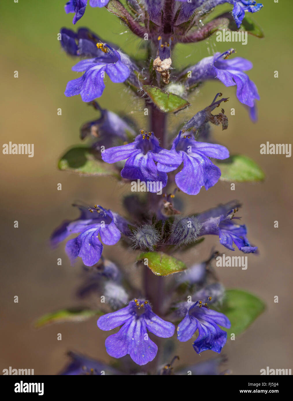 Common bugle, Creeping bugleweed (Ajuga reptans), inflorescence
