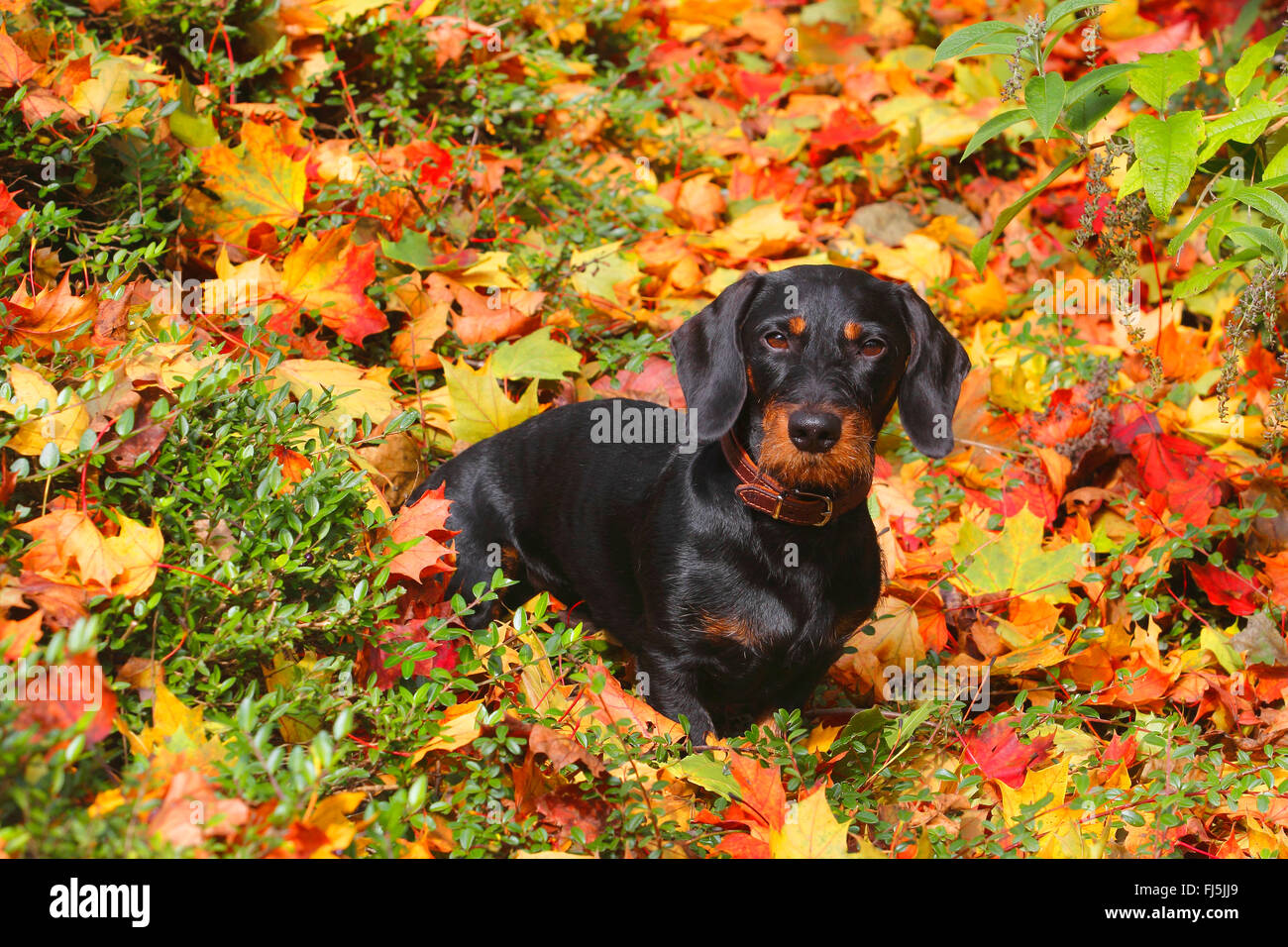 Wirehaired Dachshund, Wirehaired sausage dog, domestic dog (Canis