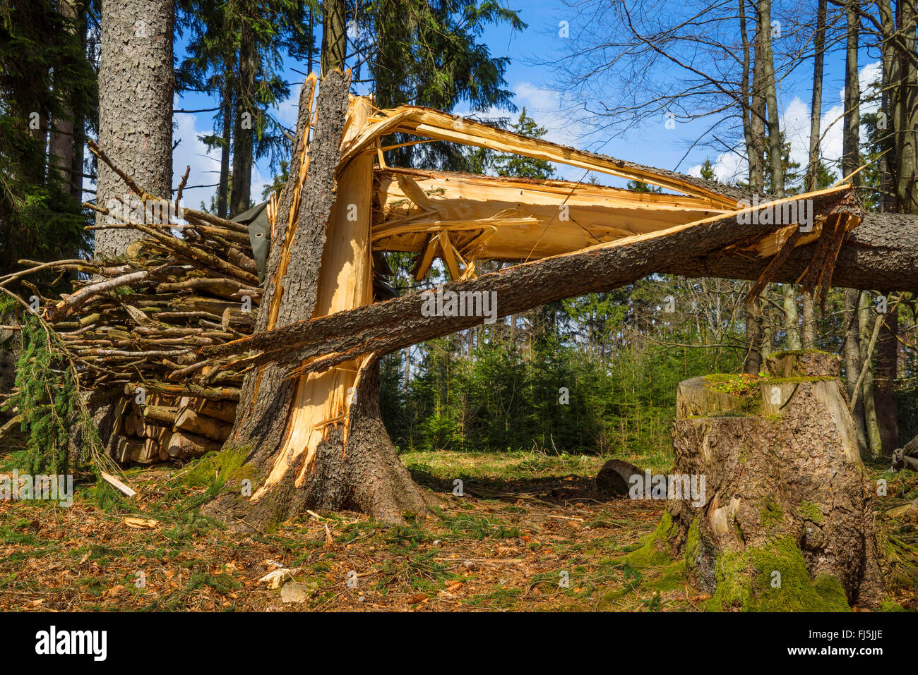 Norway spruce (Picea abies), storm loss at a spruce trunk, Germany, Bavaria, Oberbayern, Upper Bavaria Stock Photo