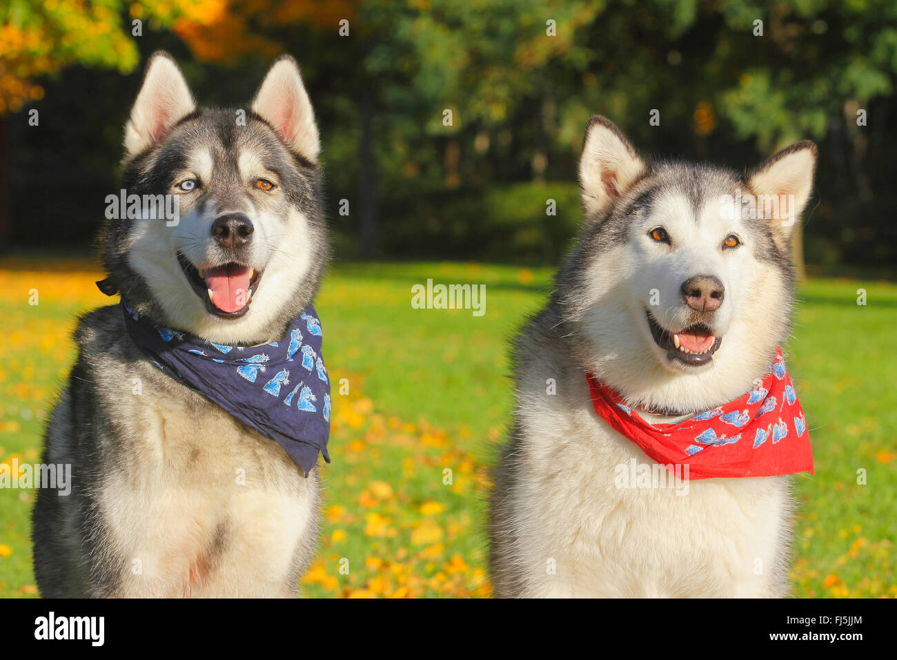Alaskan Malamute (Canis lupus f. familiaris), Siberian Husky Malamute mixed breed and Alaskan