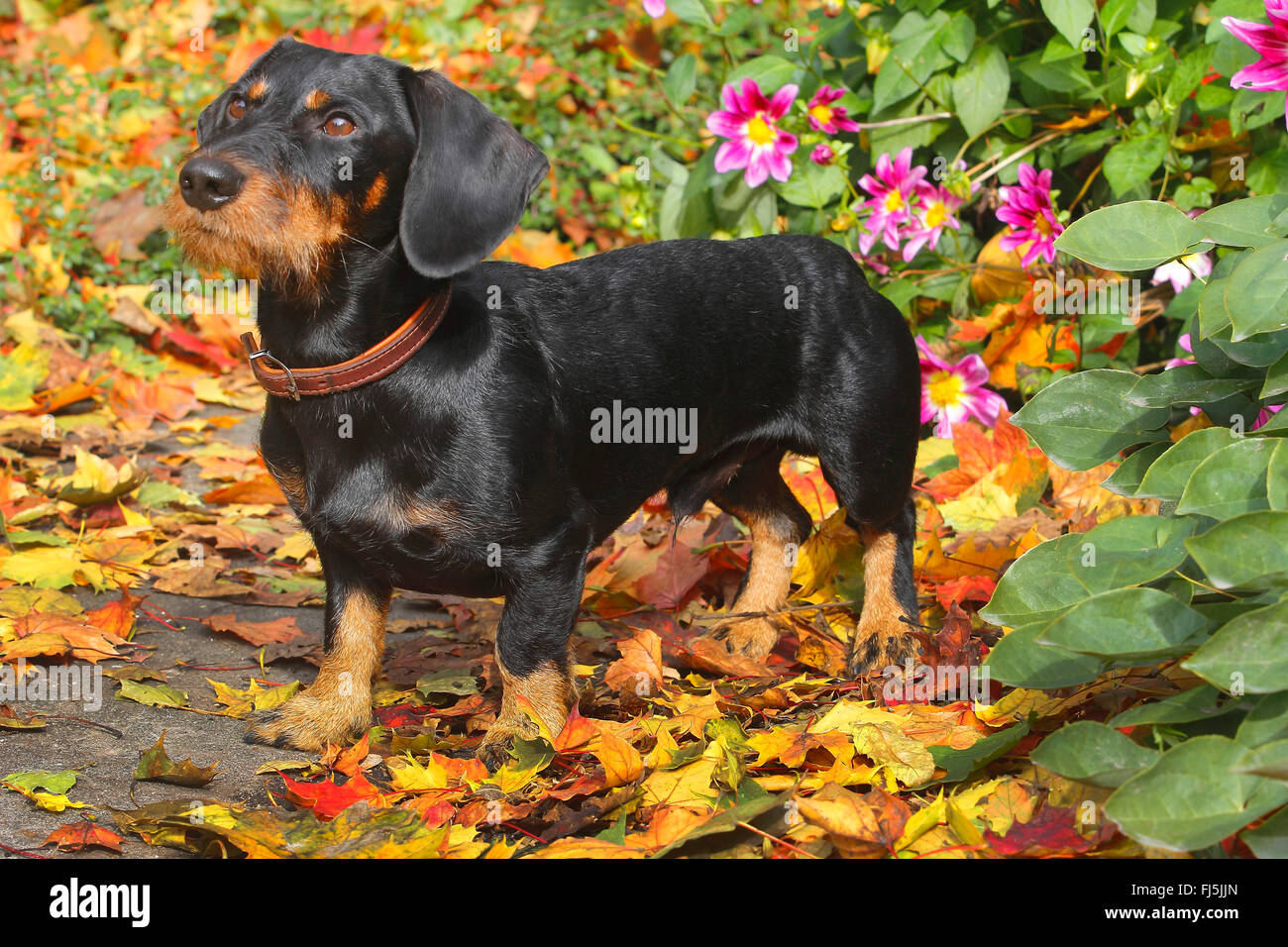 Wire-haired Dachshund, Wire-haired sausage dog, domestic dog (Canis lupus f. familiaris), black and tan nineteen months old male dog standing in autumn foliage in front of dahlias, Germany Stock Photo