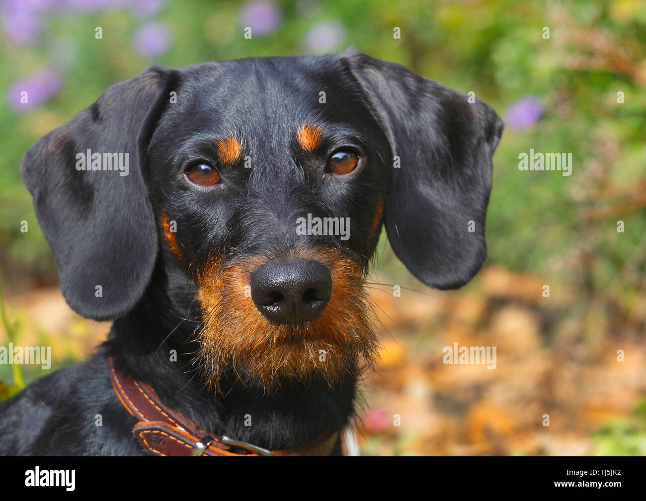Wire Haired Dachshund Wire Haired Sausage Dog Domestic Dog Canis Stock Photo Alamy