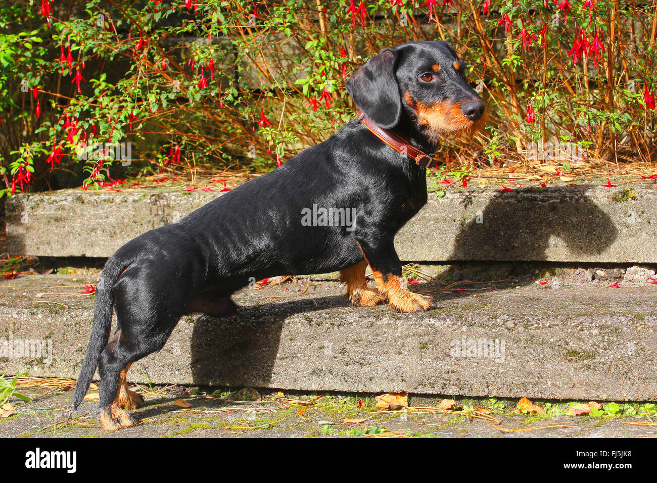 Mini Teckel Black And Tan Macho Perro Salchicha, Dachshund