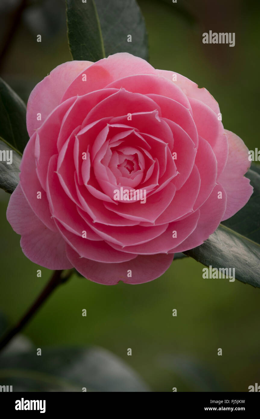 Camellia sinensis single bloom Stock Photo