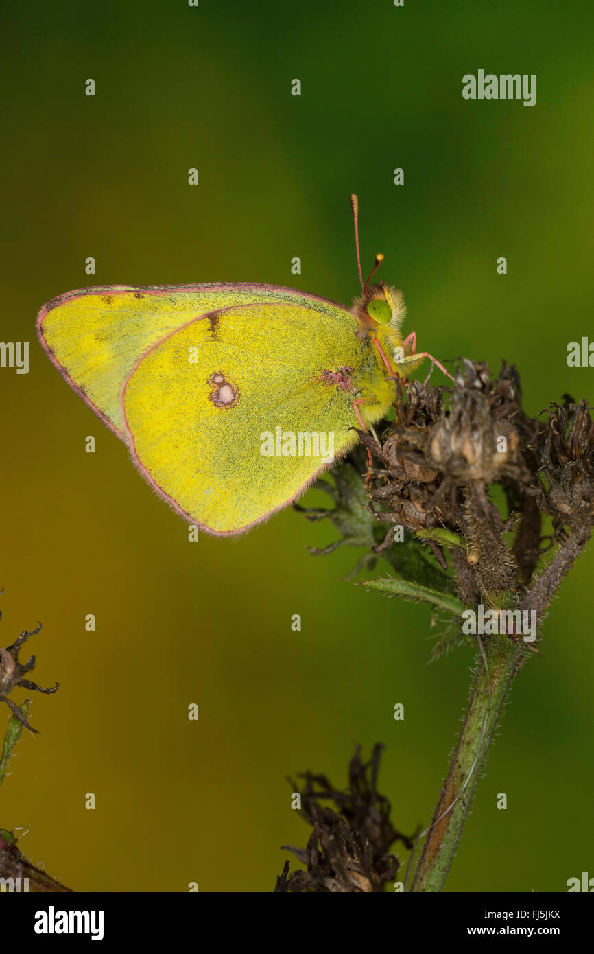 Pale Clouded Yellow (Colias hyale), on a withered flower, Germany Stock Photo
