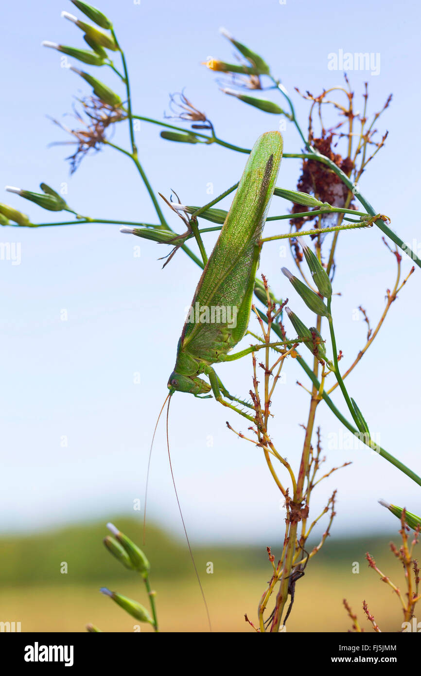 Great Green Bush-Cricket, Green Bush-Cricket (Tettigonia viridissima), head first on a plant, Germany Stock Photo