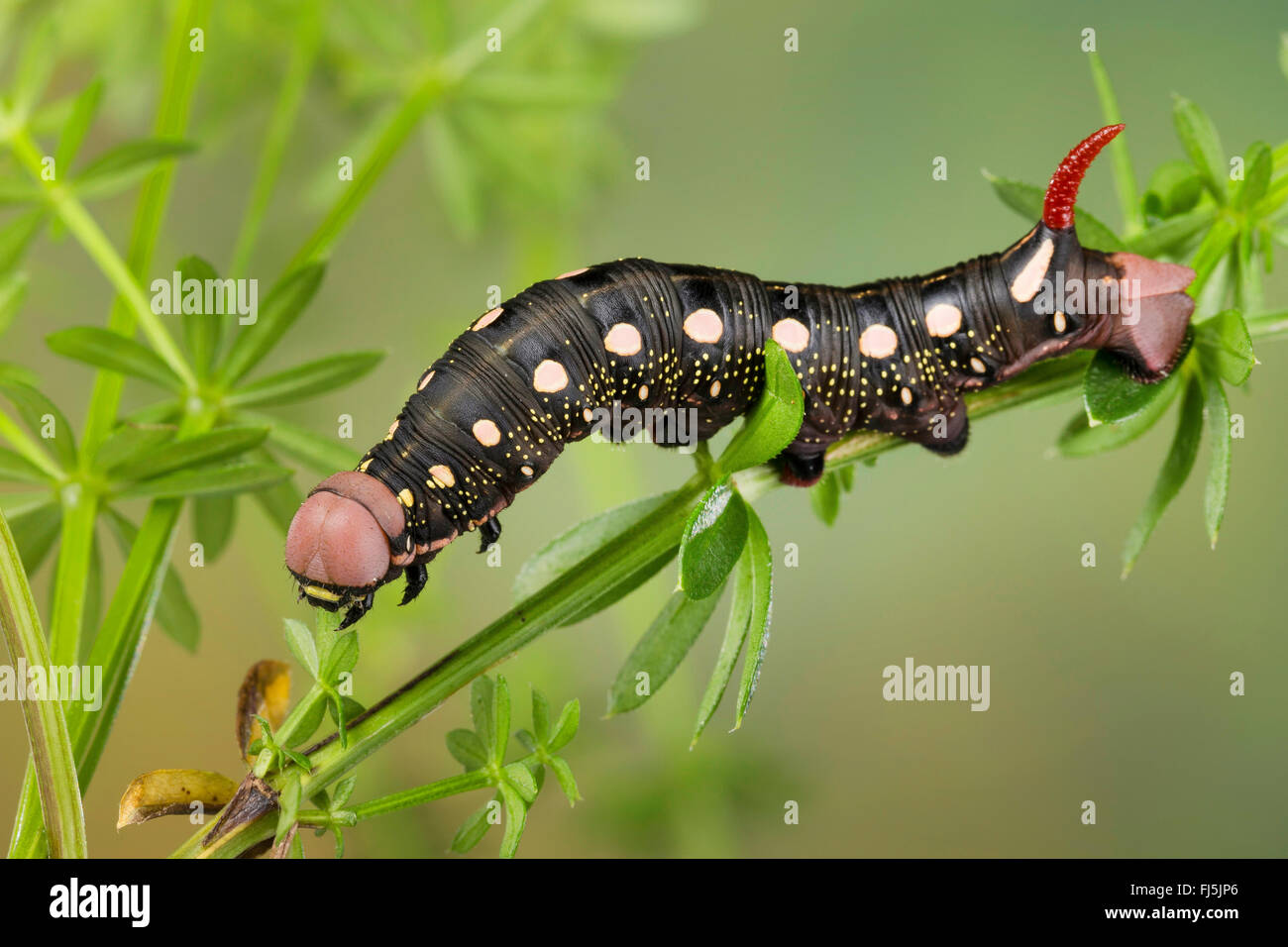 Bedstraw hawkmoth (Hyles gallii, Celerio galii), caterpillar feeds on bedstraw, Germany Stock Photo