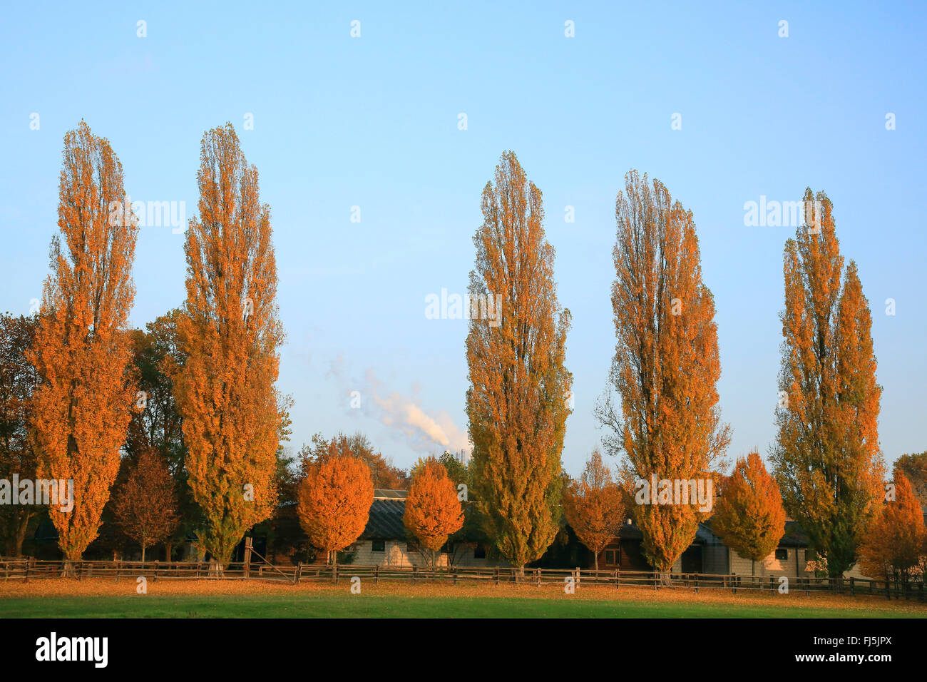 lombardy poplar (Populus nigra var. italica, Populus nigra 'Italica', Populus Italica, Populus nigra Italica), group of trees in front of farmhouses in autumn, Germany Stock Photo