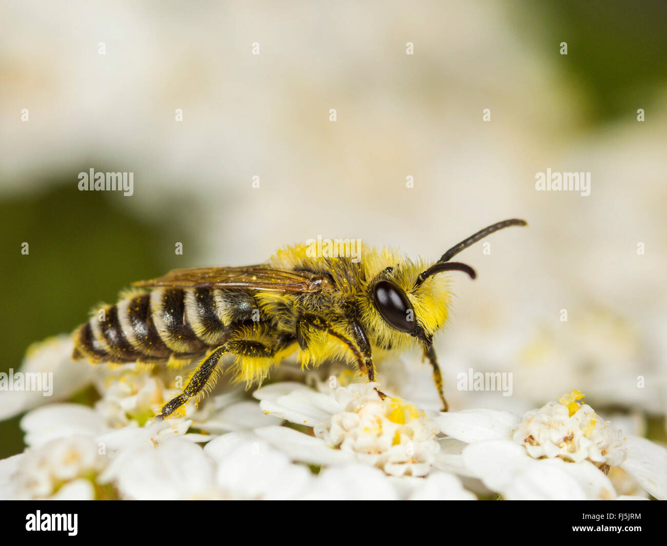 Hairy-saddled Colletes (Colletes fodiens), Male foraging on Common Yarrow (Achillea millefolium), Germany Stock Photo