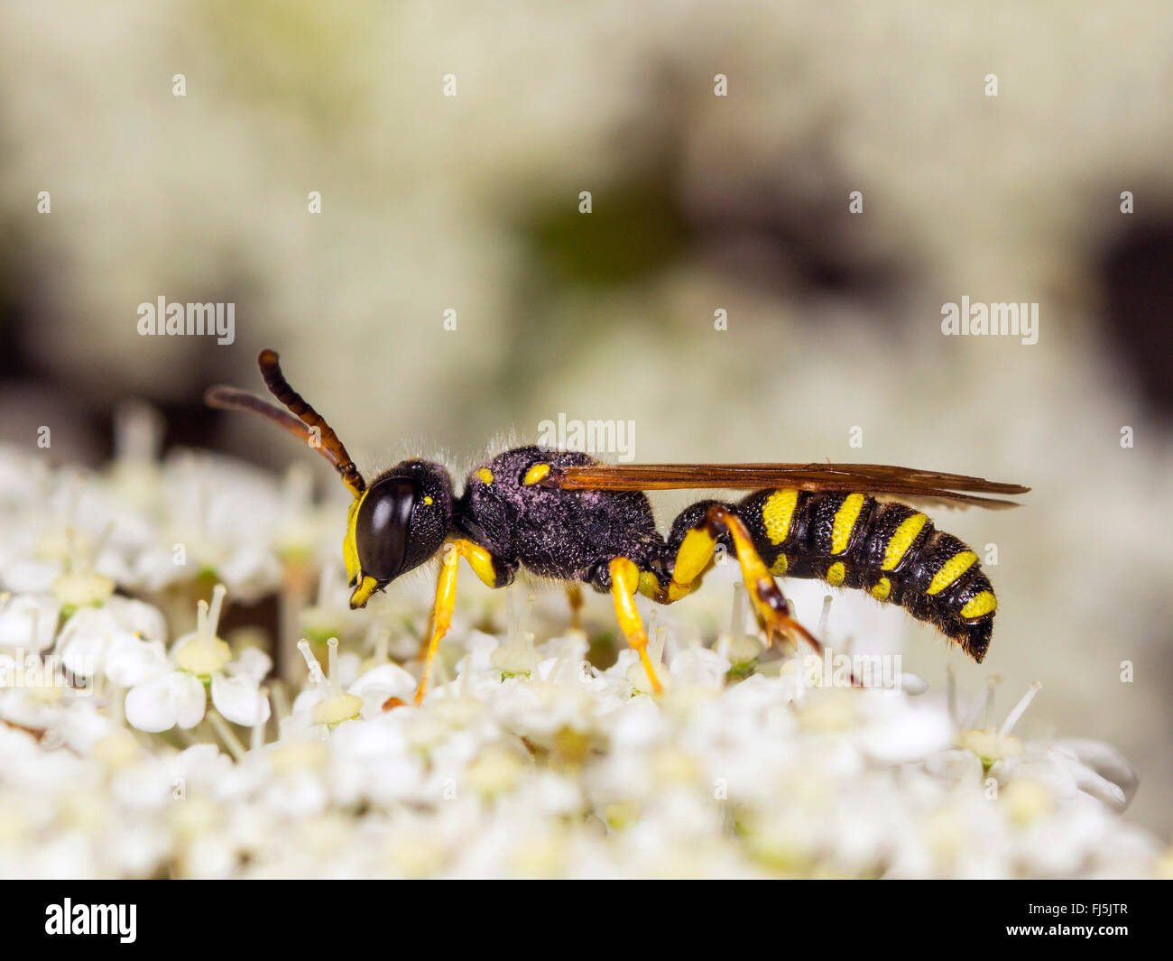 sand-tailed digger wasp (Cerceris arenaria), Male foraging on Wild Carrot (Daucus carota), Germany Stock Photo