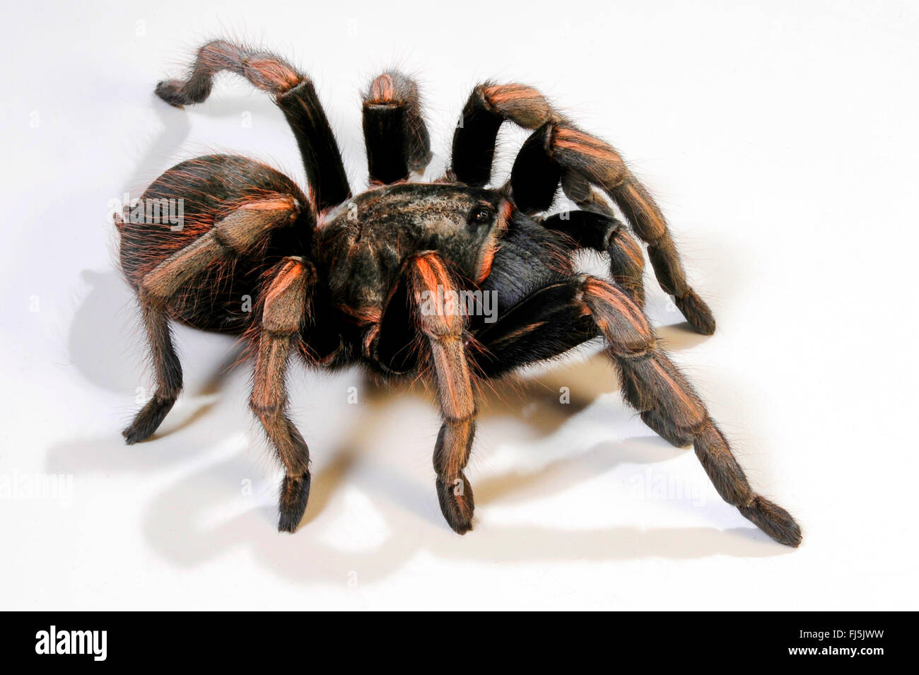 Peruvian Blonde tarantula (Lasiodora polycuspulatus), cut-out Stock Photo
