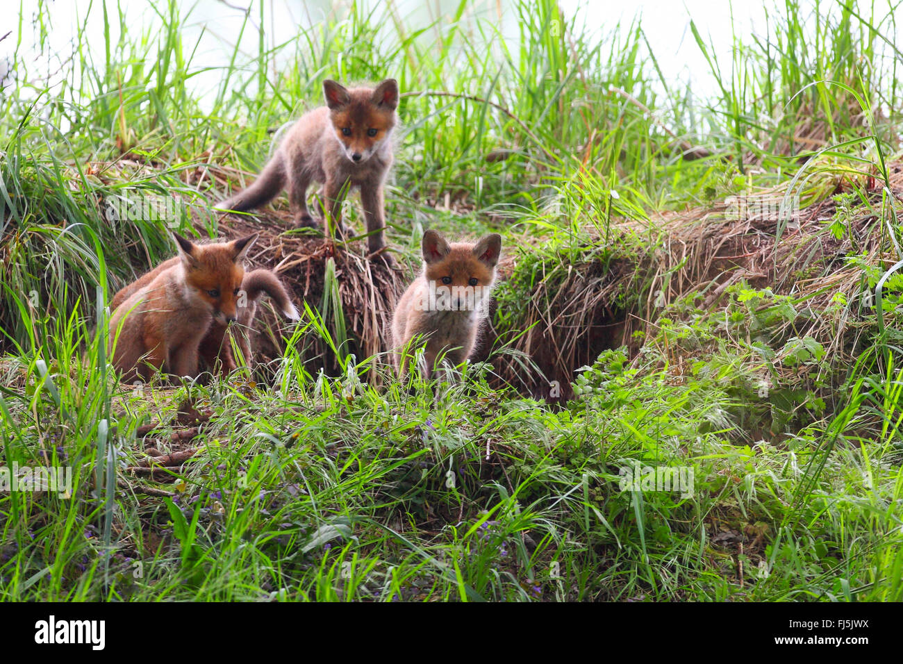 red fox (Vulpes vulpes), whelps in front of the den, Germany Stock Photo