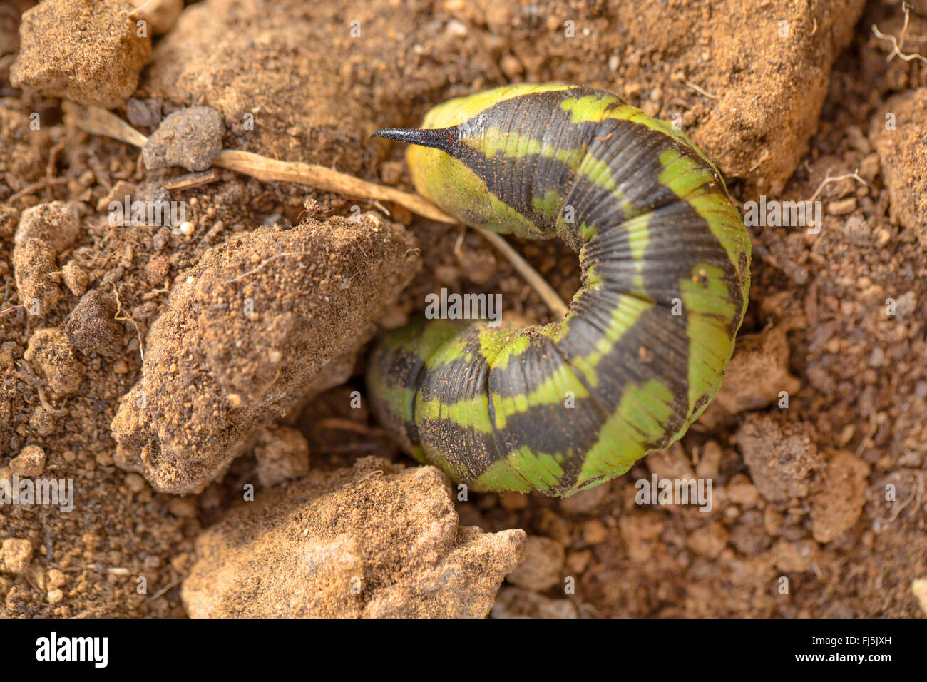 Convolvulus hawkmoth, Morning glory sphinx moth (Agrius convolvuli, Herse convolvuli, Sphinx convolvuli), caterpillar digging in the ground for pupation, Germany, Bavaria Stock Photo