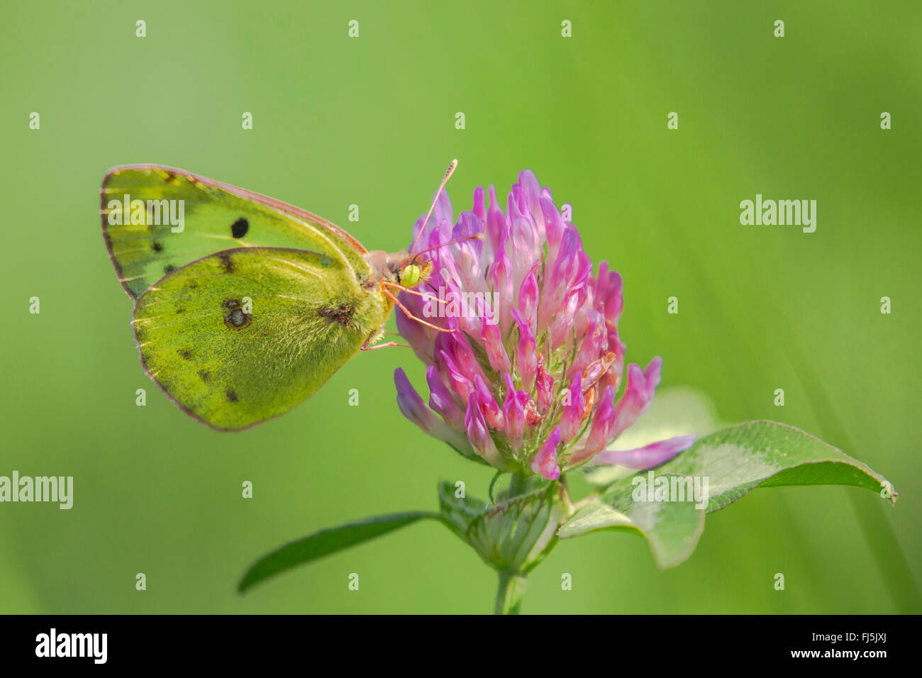 Pale Clouded Yellow (Colias hyale), male sucks at clover, Austria, Tyrol Stock Photo