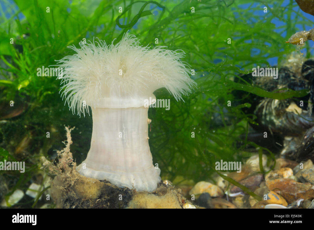 Plumose anemone, Frilled anemone, Plumose sea anemone, Brown sea anemone, Plumose anemone (Metridium senile), on the ground Stock Photo