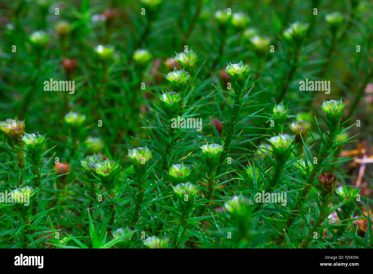 Star Moss, Haircap Moss, Hair Moss (Polytrichum formosum, Polytrichum attenuatum), Perichaetia, Germany, Bavaria, Oberbayern, Upper Bavaria Stock Photo