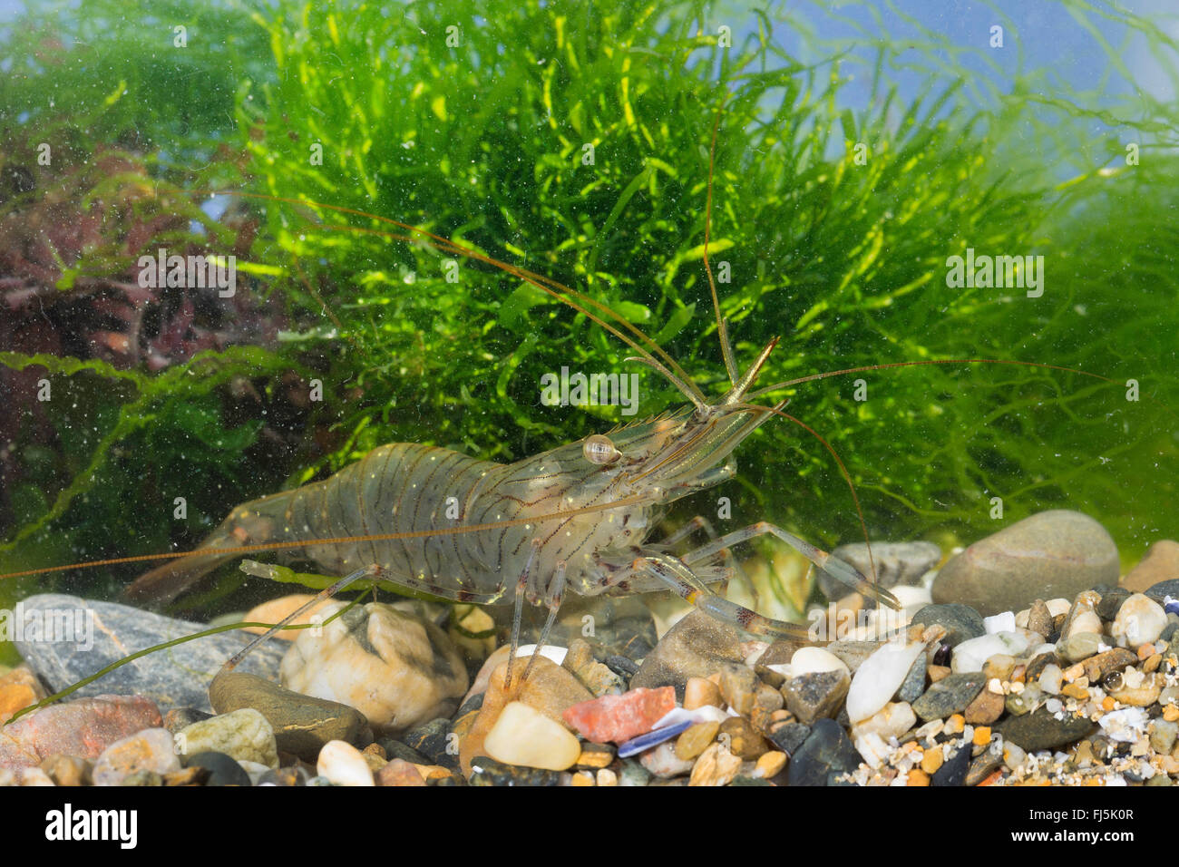 common prawn (Palaemon serratus, Palaemon rostratus, Palaemon trillianus, Leander serratus), on the ground Stock Photo