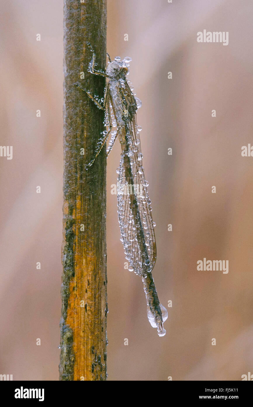 Siberian winter damselfly (Sympecma annulata, Sympecma paedisca), overwintering, imago coated with hoar frost, Germany Stock Photo