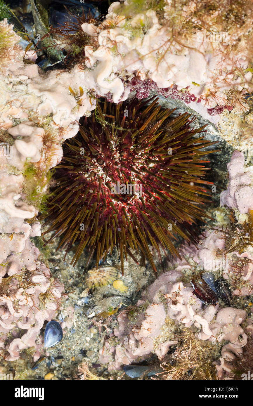 purple sea urchin, stony sea urchin, black urchin (Paracentrotus lividus, Strongylocentrotus lividus, Toxopneustes lividus), sits in dell in the rock digged by itself Stock Photo