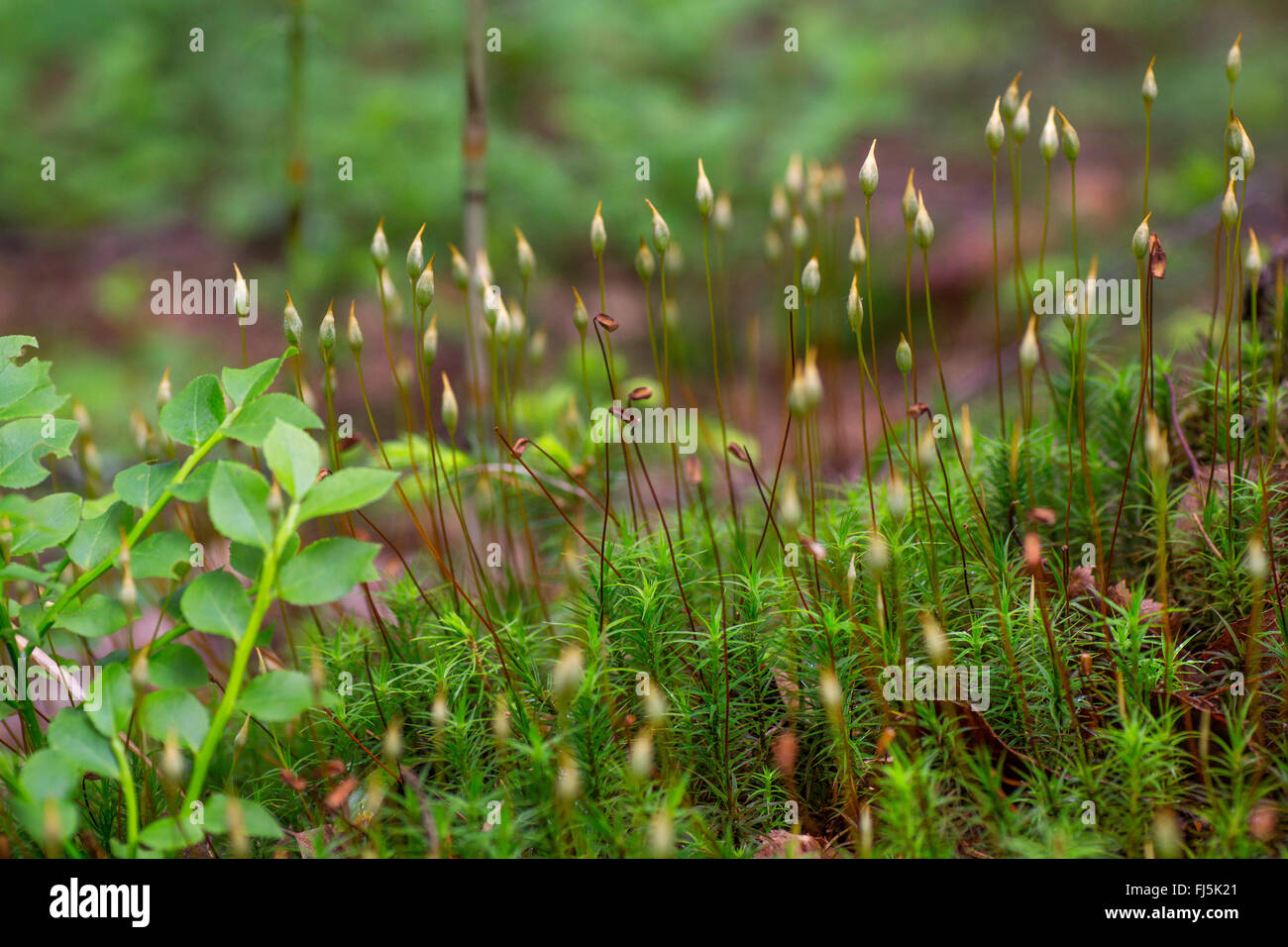 Star Moss, Haircap Moss, Hair Moss (Polytrichum formosum, Polytrichum attenuatum), with capsules, Germany, Bavaria, Oberbayern, Upper Bavaria Stock Photo