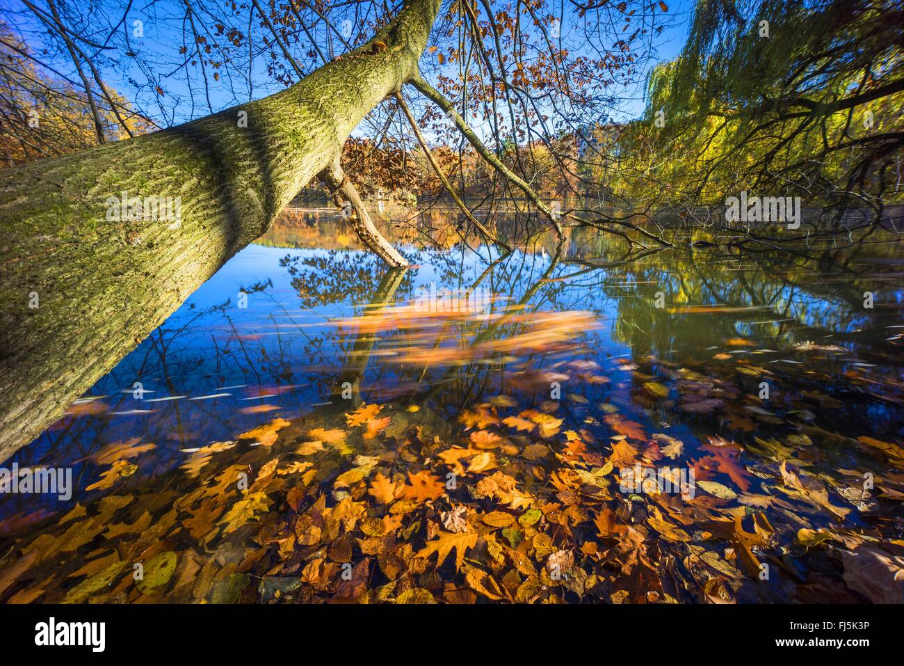 Fallen tree at lake shore with autumn leaves, Germany, Saxony, Jocketa, Talsperre Poehl Stock Photo