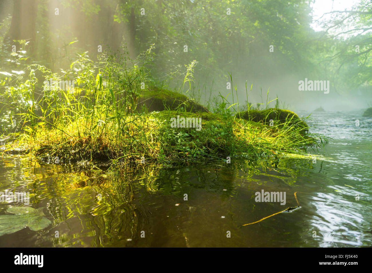 overgrown boulders in a brook in morning mist, Germany, Saxony, Vogtlaendische Schweiz, Triebtal Stock Photo