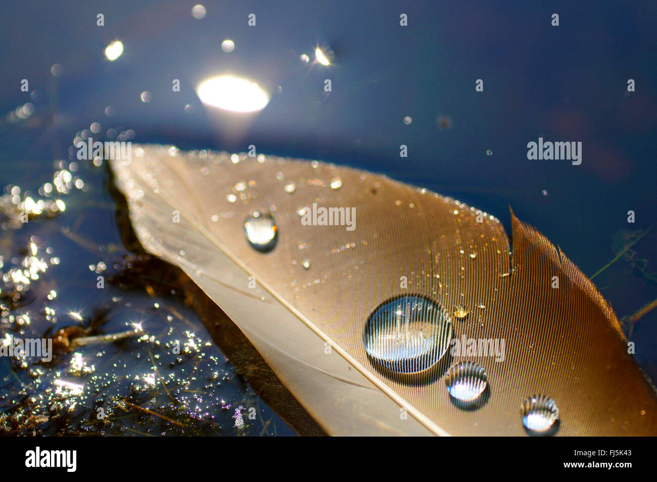 feather on water surface with drops of water, Germany, Saxony, Vogtlaendische Schweiz, Triebtal Stock Photo