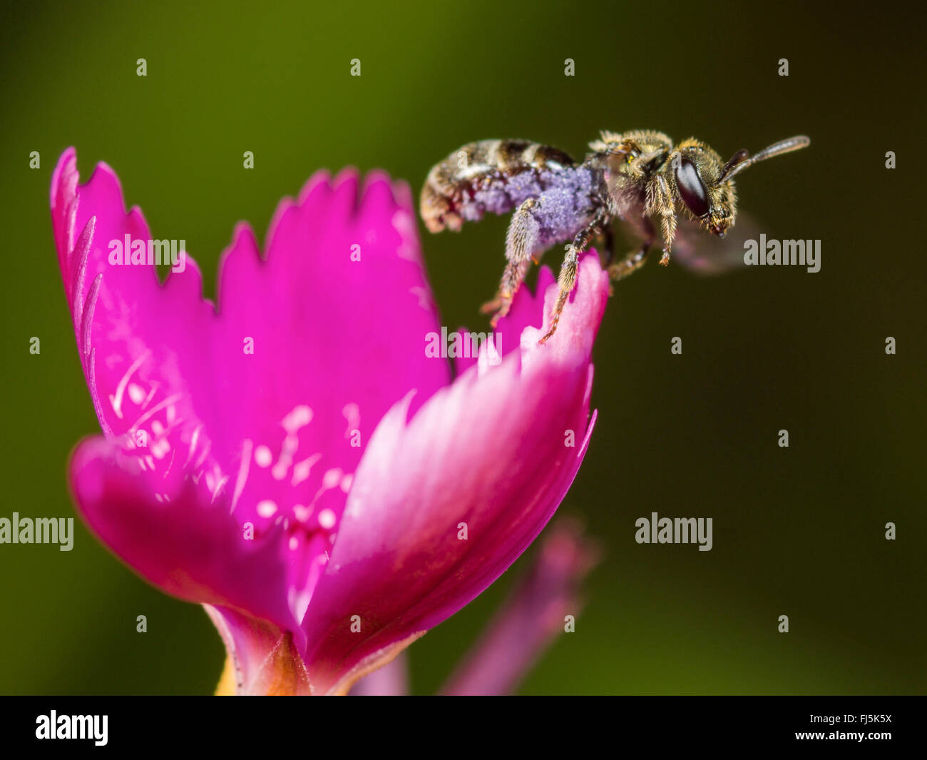 Common Green Furrow-Bee (Lasioglossum morio), Female foraging on Maiden Pink (Dianthus deltoides), Germany Stock Photo