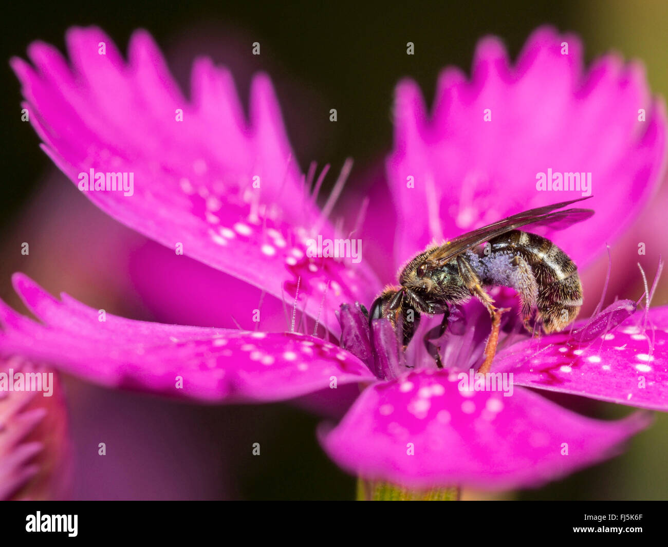 Common Green Furrow-Bee (Lasioglossum morio), Female foraging on Maiden Pink (Dianthus deltoides), Germany Stock Photo
