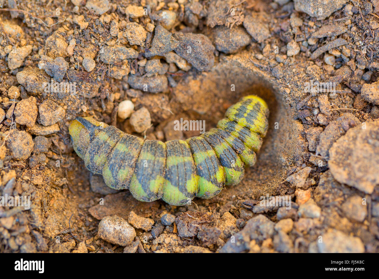 Convolvulus hawkmoth, Morning glory sphinx moth (Agrius convolvuli, Herse convolvuli, Sphinx convolvuli), caterpillar shortly before pupation in opened underground burrow, Germany, Bavaria Stock Photo