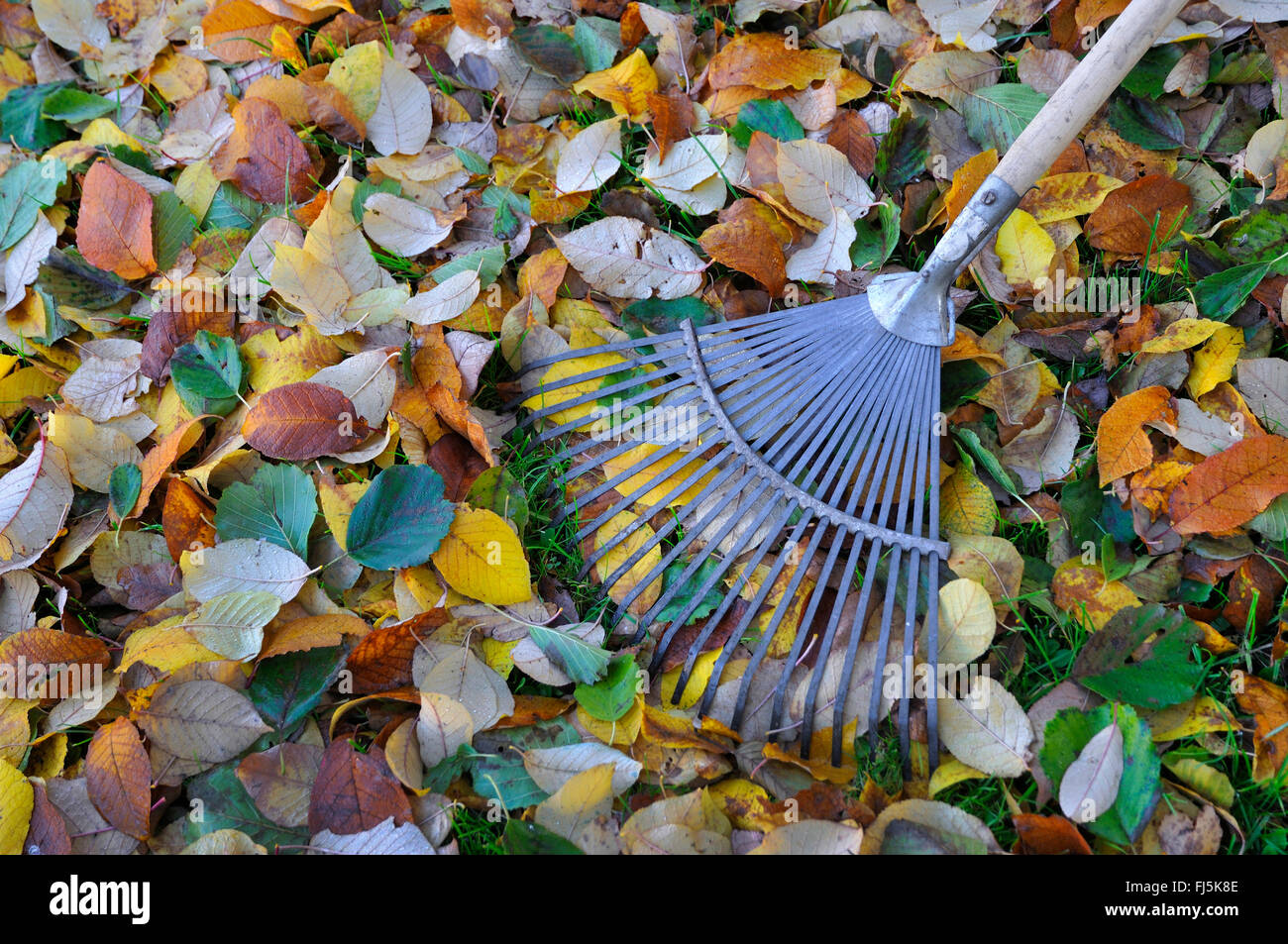 leaf rake for sweeping the foliage, Germany, North Rhine-Westphalia, Ruhr Area, Castrop-Rauxel Stock Photo