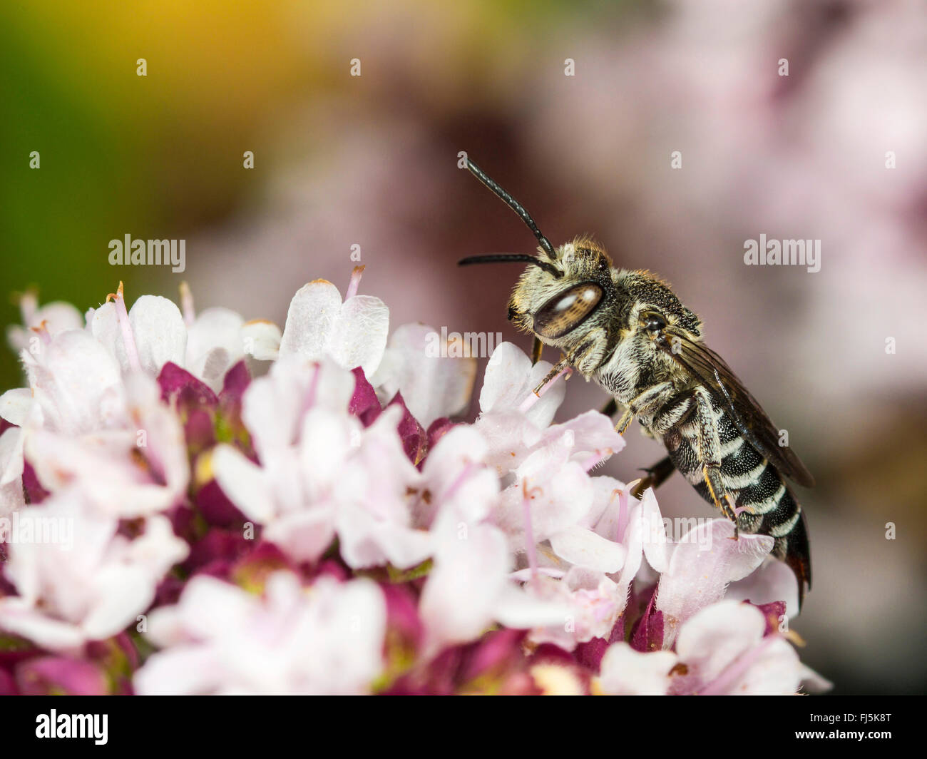 Alfalfa leafcutter bee  (Megachile rotundata), Female foraging on Oregano (Origanum vulgare), Germany Stock Photo