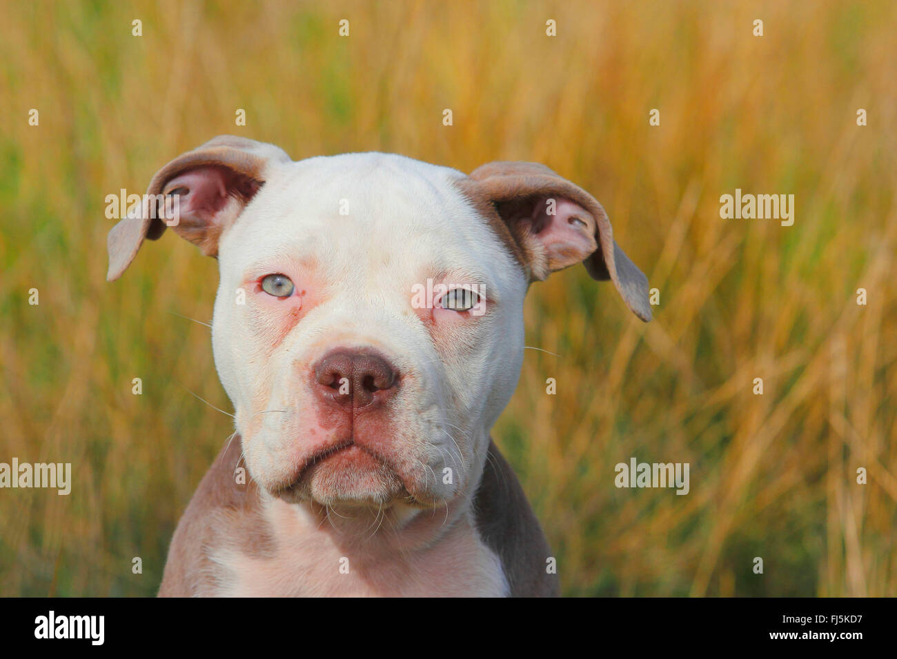 Olde English Bulldog (Canis lupus f. familiaris), twelve weaks old puppy sitting in a meadow, portrait, Germany Stock Photo