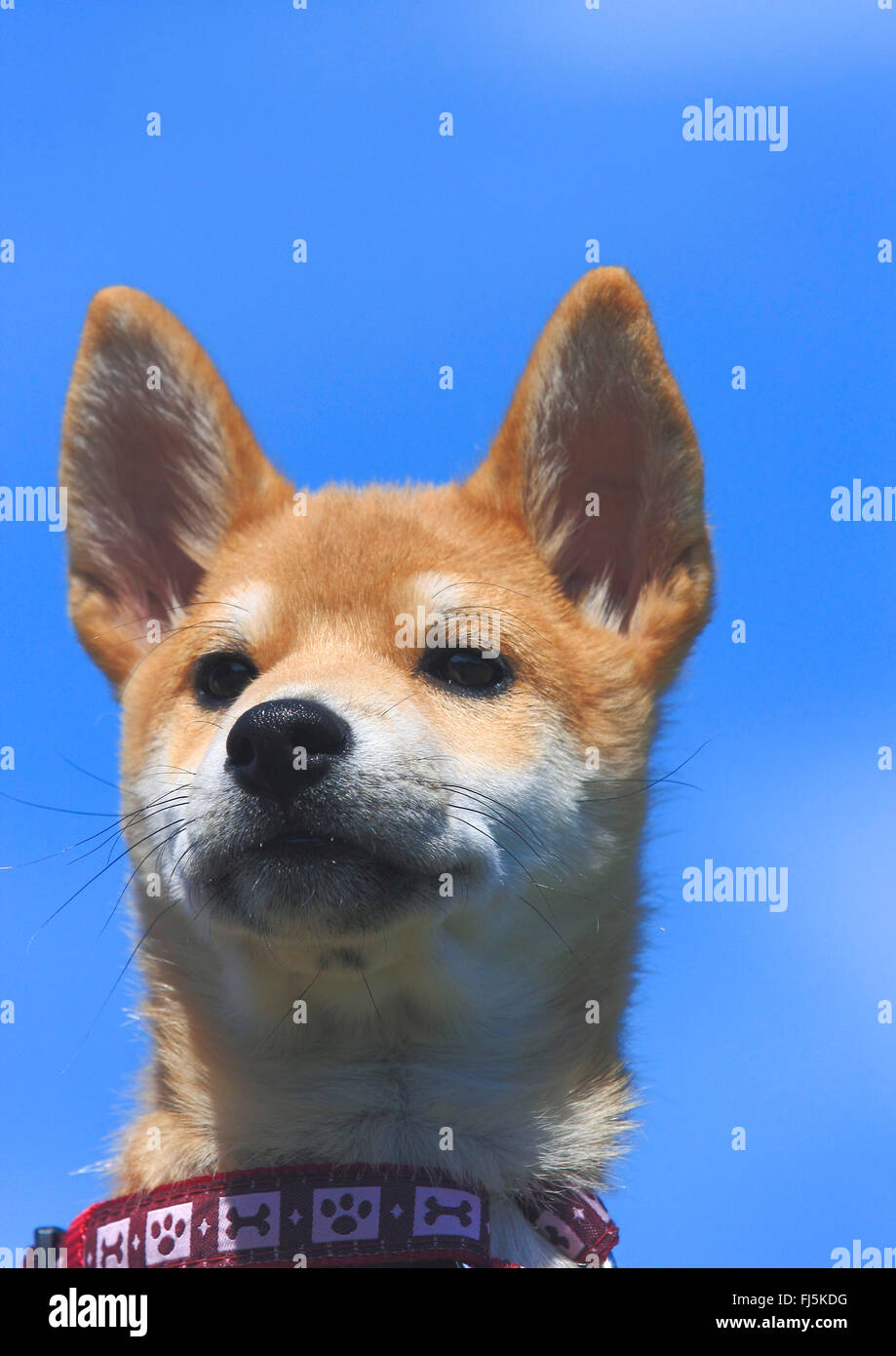 Shiba Inu (Canis lupus f. familiaris), whelp, portrait in front of blue sky, Germany Stock Photo