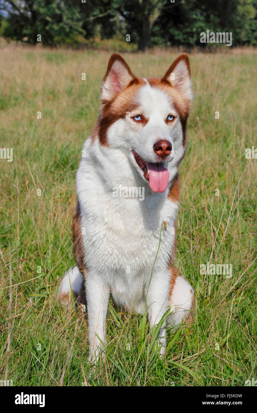 Siberian Husky (Canis lupus f. familiaris), four years old female sits in a medow, Germany Stock Photo