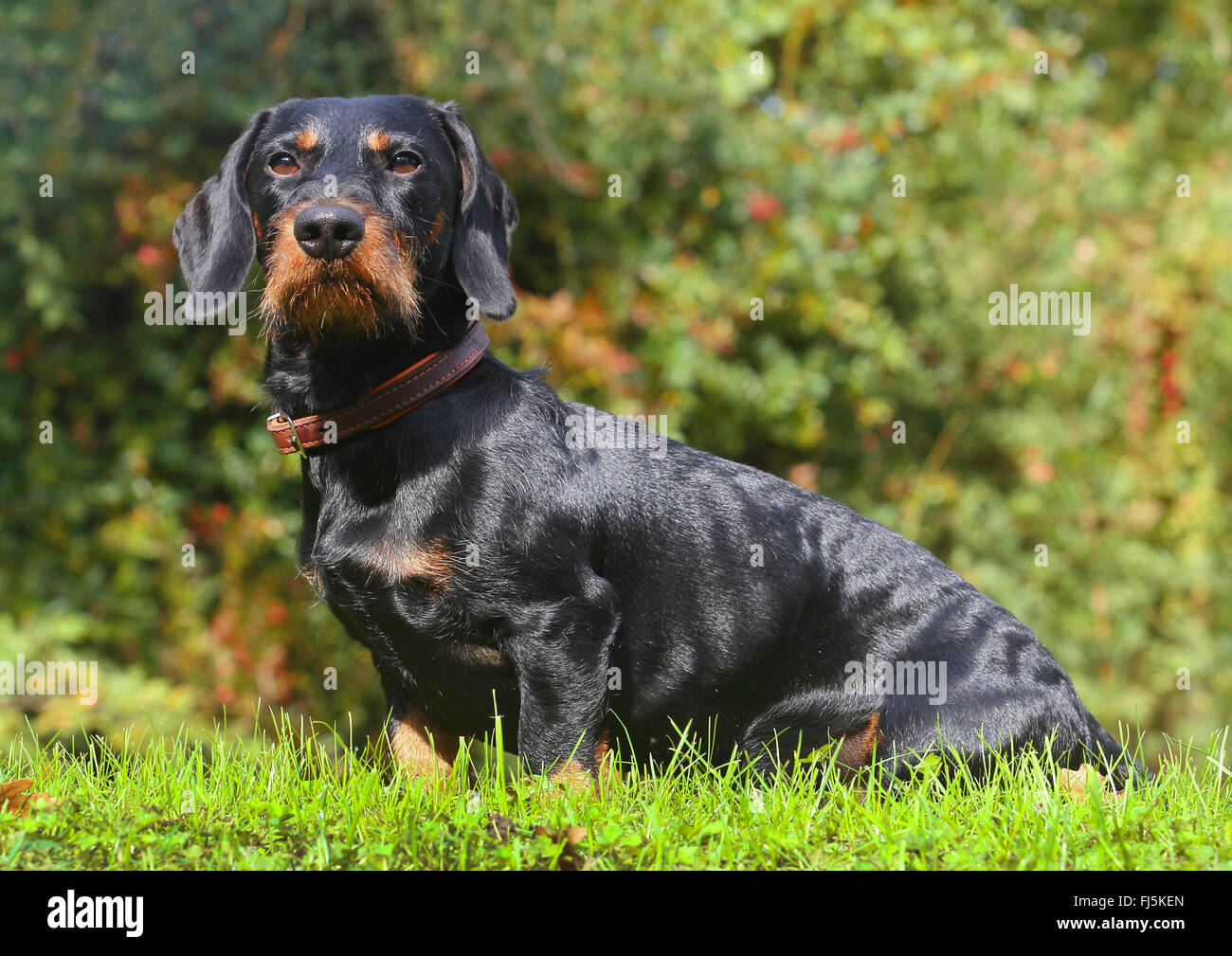 wire haired dachshund hunting