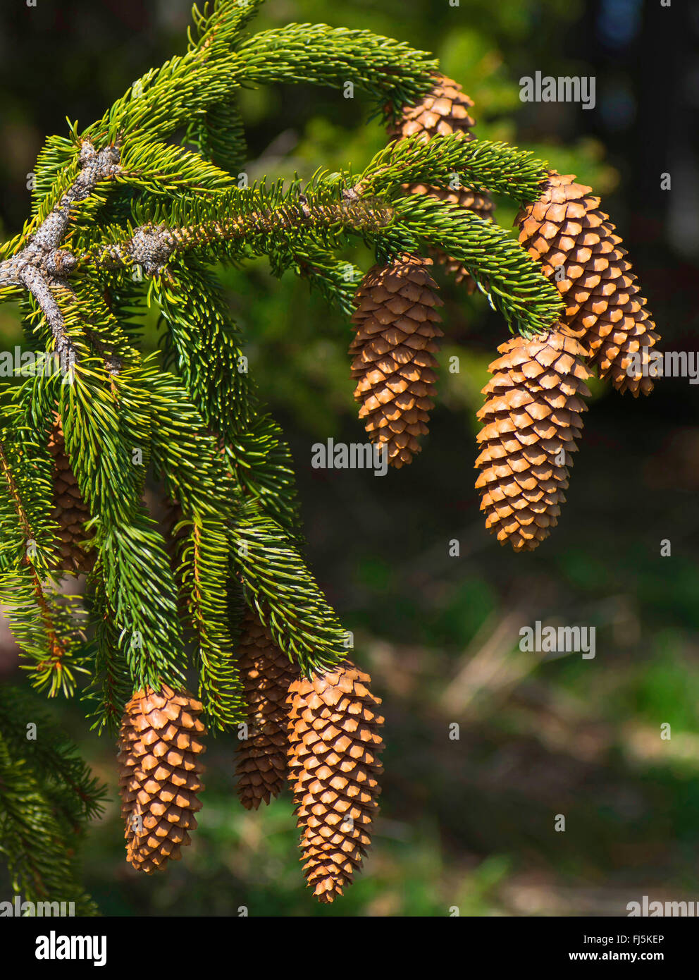 Norway spruce (Picea abies), open spruce cones on a spruce branch, Germany, Bavaria, Oberbayern, Upper Bavaria Stock Photo