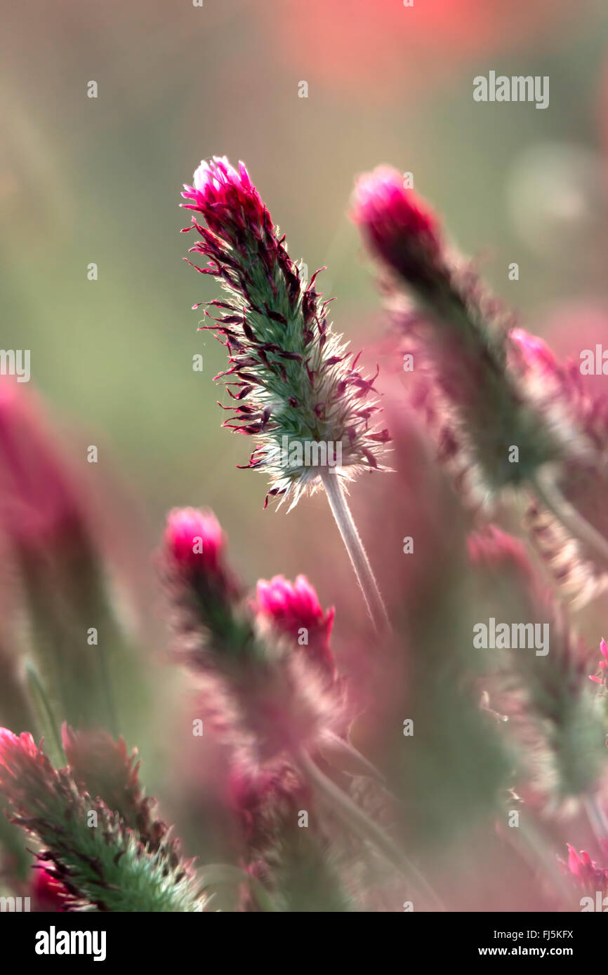 Beautiful Crimson clover flower close up Stock Photo