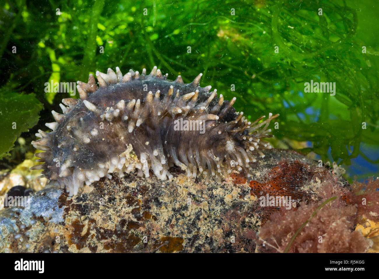 Seegurken High Resolution Stock Photography and Images - Alamy