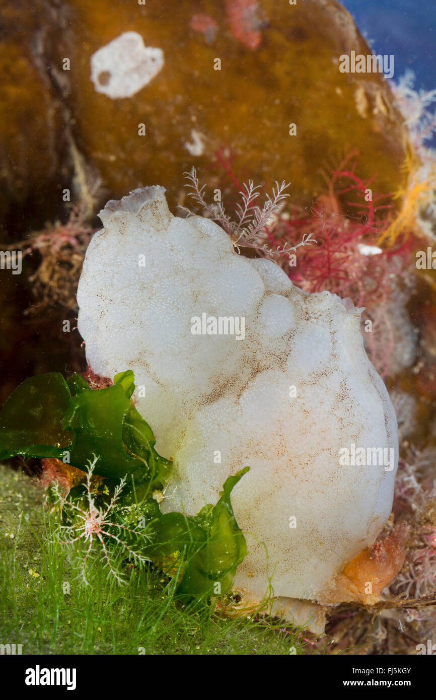 white sea-squirt, white sea squirt (Phallusia mammillata, Ascidia mammillata), on a stone on the ground Stock Photo