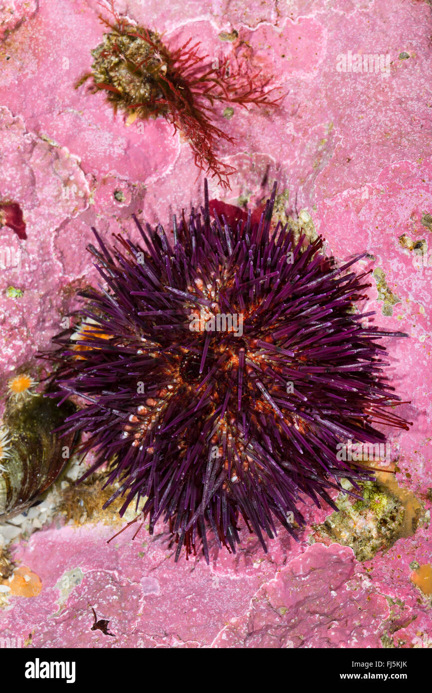 purple sea urchin, stony sea urchin, black urchin (Paracentrotus lividus, Strongylocentrotus lividus, Toxopneustes lividus), sits in dell in the rock digged by itself Stock Photo