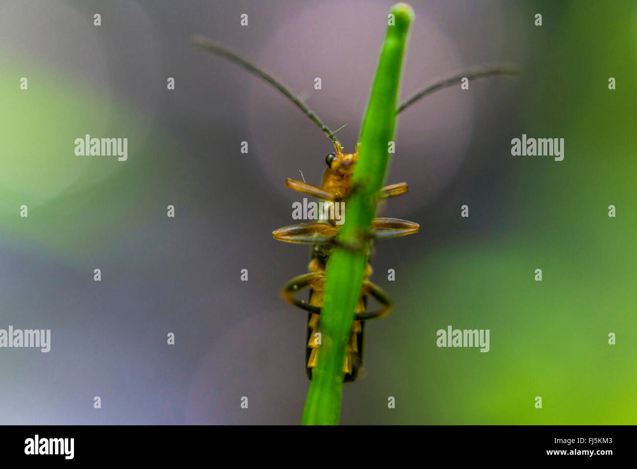 insect on a stem, Germany, Saxony, Vogtlaendische Schweiz, Jocketa ...