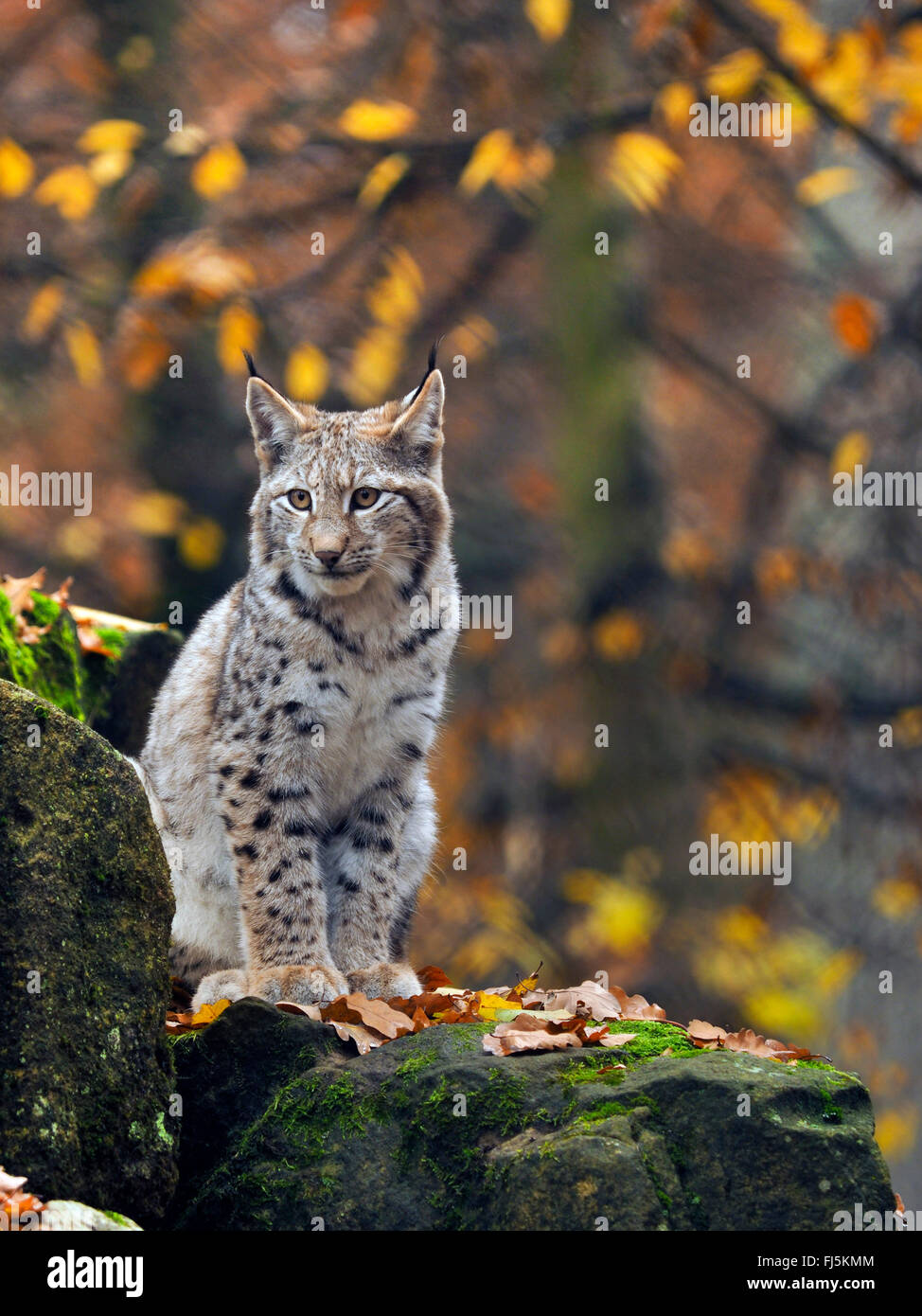 northern lynx (Lynx lynx lynx), young lynx sitting on a boulder, Germany, Bavaria Stock Photo