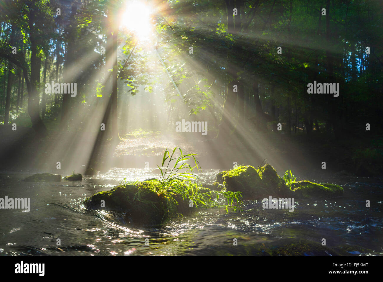 Mossy rocks ina brook with sun beams, Germany, Saxony, Vogtlaendische Schweiz, Triebtal Stock Photo