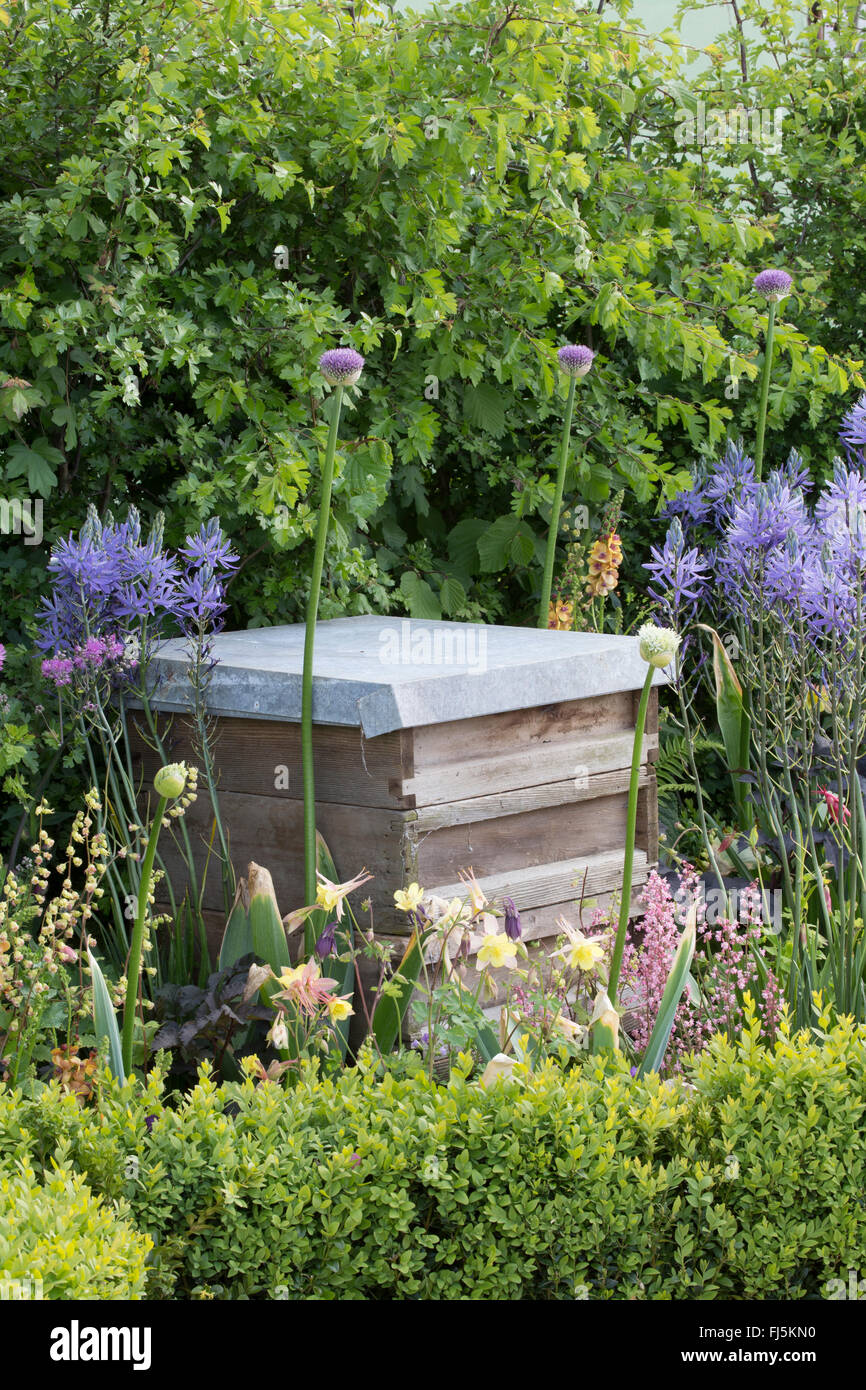 Wildlife garden friendly small urban garden with beehive in a flower bed for bees planting of Alliums - Camassia leichtlinii England GB UK Stock Photo