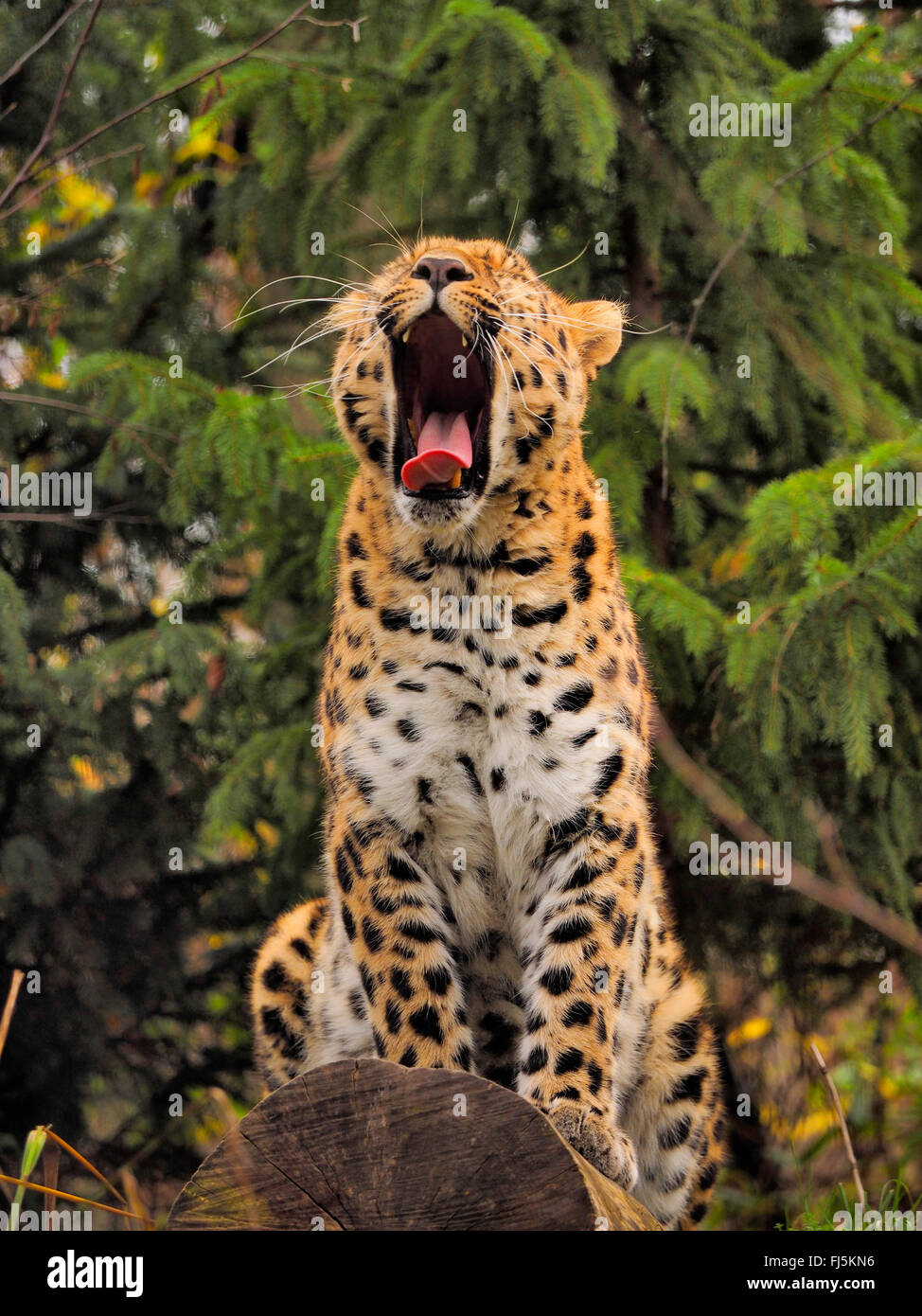 Amur leopard (Panthera pardus orientalis), sitting on a tree trunk and yawning Stock Photo